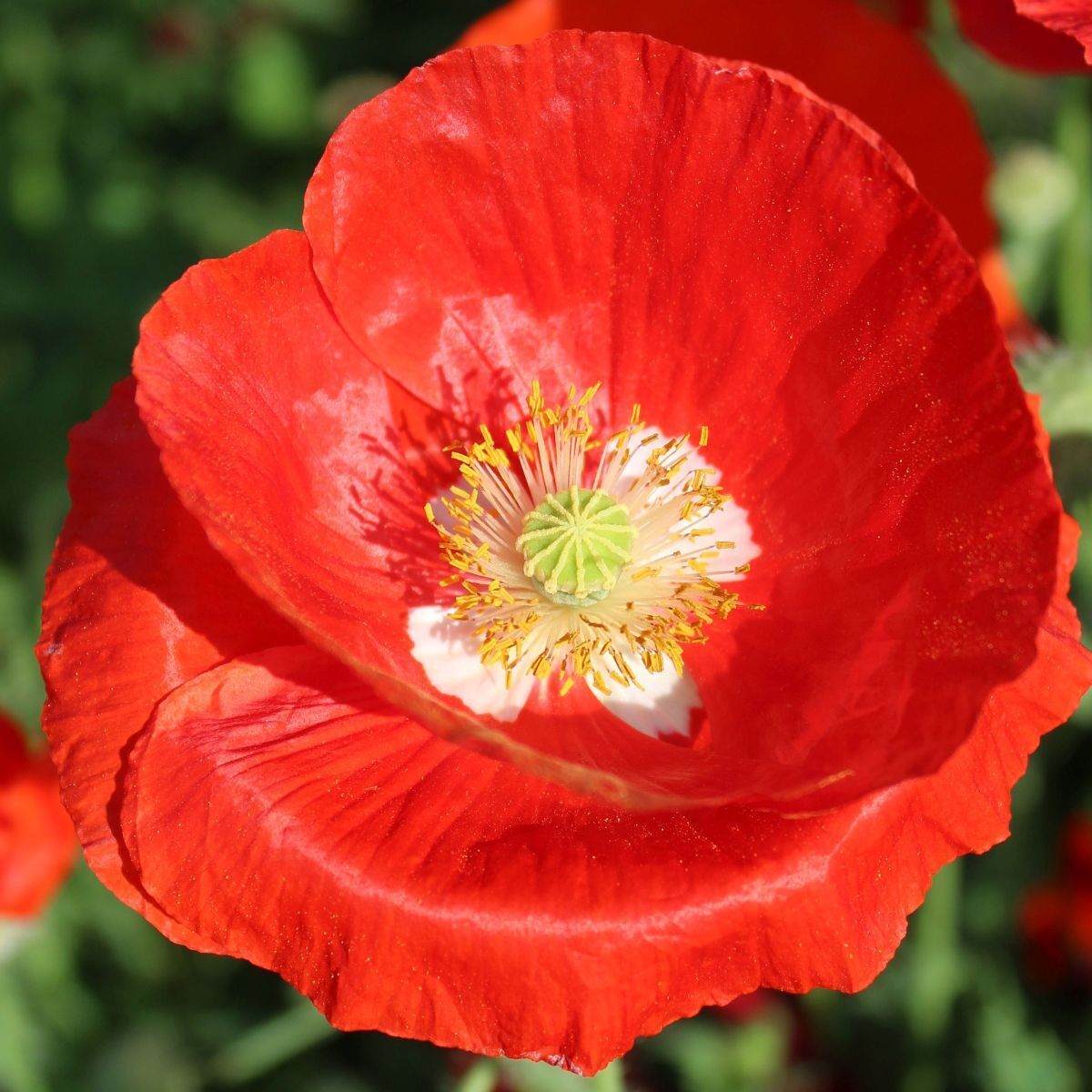 Poppy- American Legion